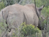rhino hluhluwe (4)