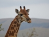 girafe hluhluwe (2)