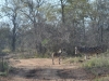 zebre petit Karongwe