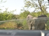 Elephant devant voiture kruger