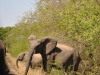 Elephant sur la route kruger