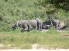 elephant groupe kruger