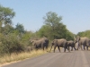 elephant troupeau route kruger