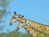 girafe copine kruger