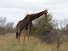 girafe seule kruger