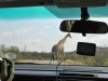girafedepuis voiture kruger