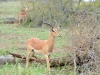impala beau male kruger