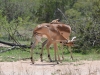 impala femelle et fils kruger