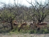 impala groupe kruger
