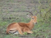 impala male assis kruger
