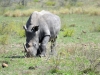 rhino broutant kruger