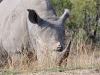 rhino de face kruger