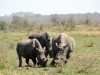 rhino famille kruger