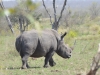 rhino kruger