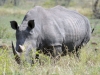 rhino nous regardant kruger