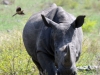rhino vers nous kruger