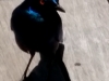 oiseau Choucador de burchel kruger