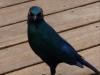 oiseau Choucador de-burchell kruger