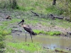 oiseau heron kruger