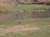 oiseau le jabiru d afrique kruger