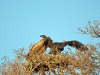 vautours kruger