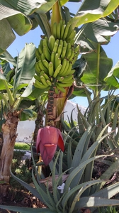 regime de bananes