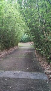 MASCARIN LE JARDIN BOTANIQUE bambous allée