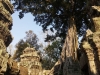 Ta prohm - Angkor (9)