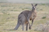 grand kangourou