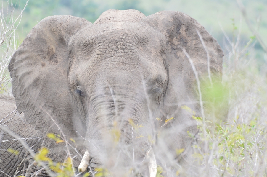 elephant face hluhluwe