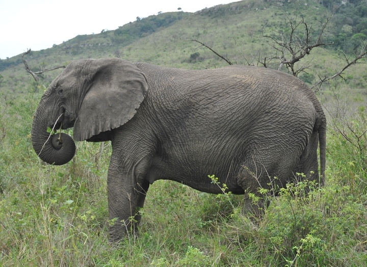 elephant hluhluwe (3)