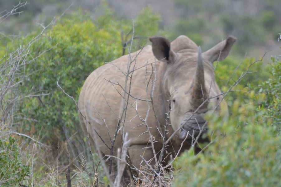 rhino hluhluwe (3)