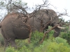 elephant hluhluwe (1)