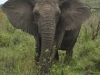 elephant hluhluwe (2)