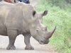 rhino hluhluwe (1)
