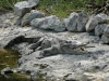 cozumel-la-lagune-colombia-et-ses-crocodiles
