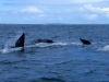 baleines hermanus (3)