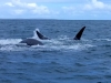 baleines hermanus (4)