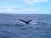 baleines hermanus (5)