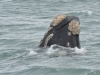 baleines hermanus walker bay (3)