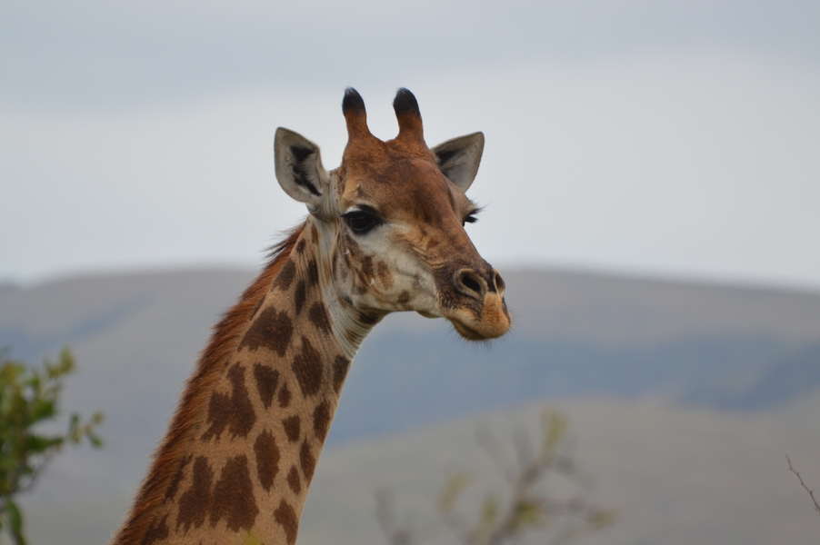 girafe hluhluwe (2)