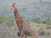 girafe hluhluwe (1)