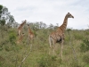 girafe hluhluwe (4)