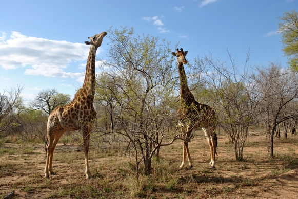 girafe Karongwe (2)
