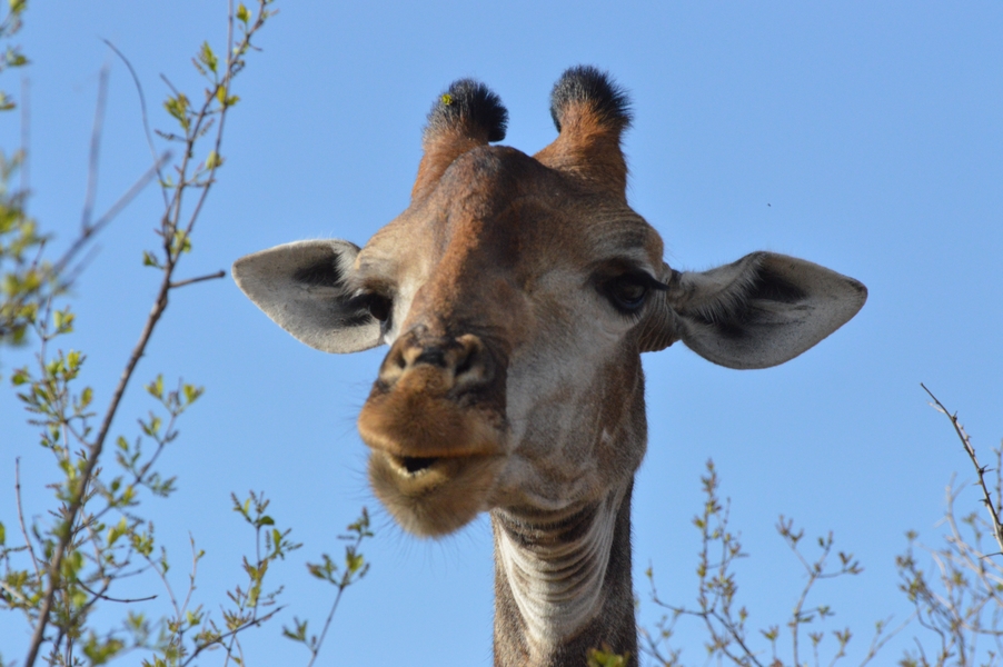 girafe Karongwe (3)