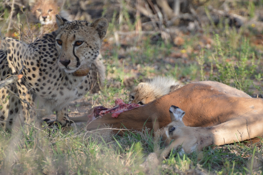 guepard Karongwe (5)