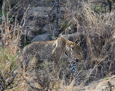 leopard Karongwe (5)