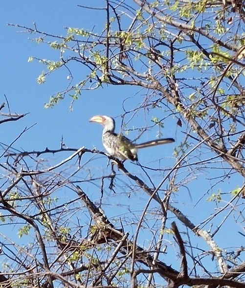 oiseau Calao leucomèle Karongwe