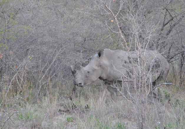 rhino Karongwe (1)