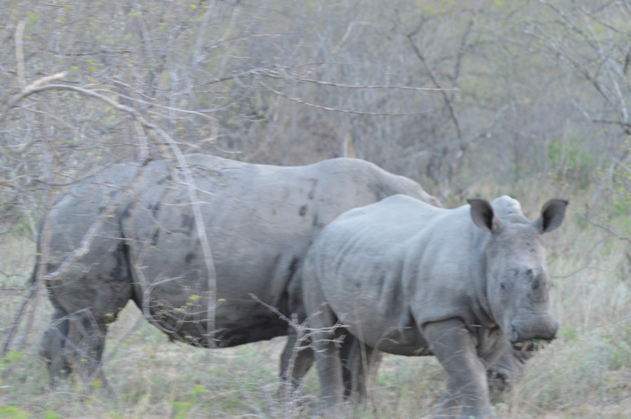 rhino Karongwe (2)